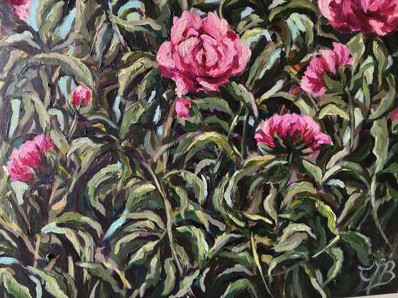 Peonies