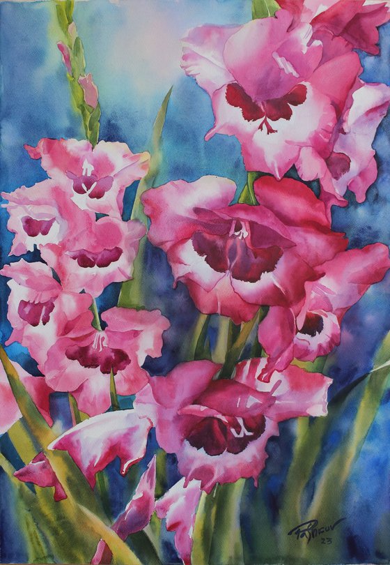 Gladioli