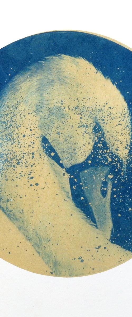 Alpha Cygni Variable A (small) by Anna Walsh