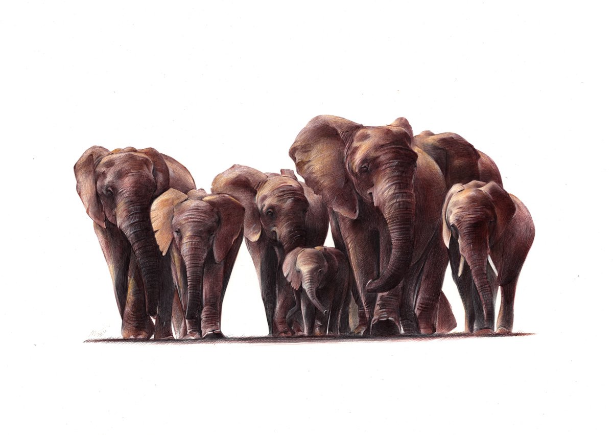 A Herd of African Elephants - Animal Portrait (Realistic Ballpoint Pen Drawing) by Daria Maier