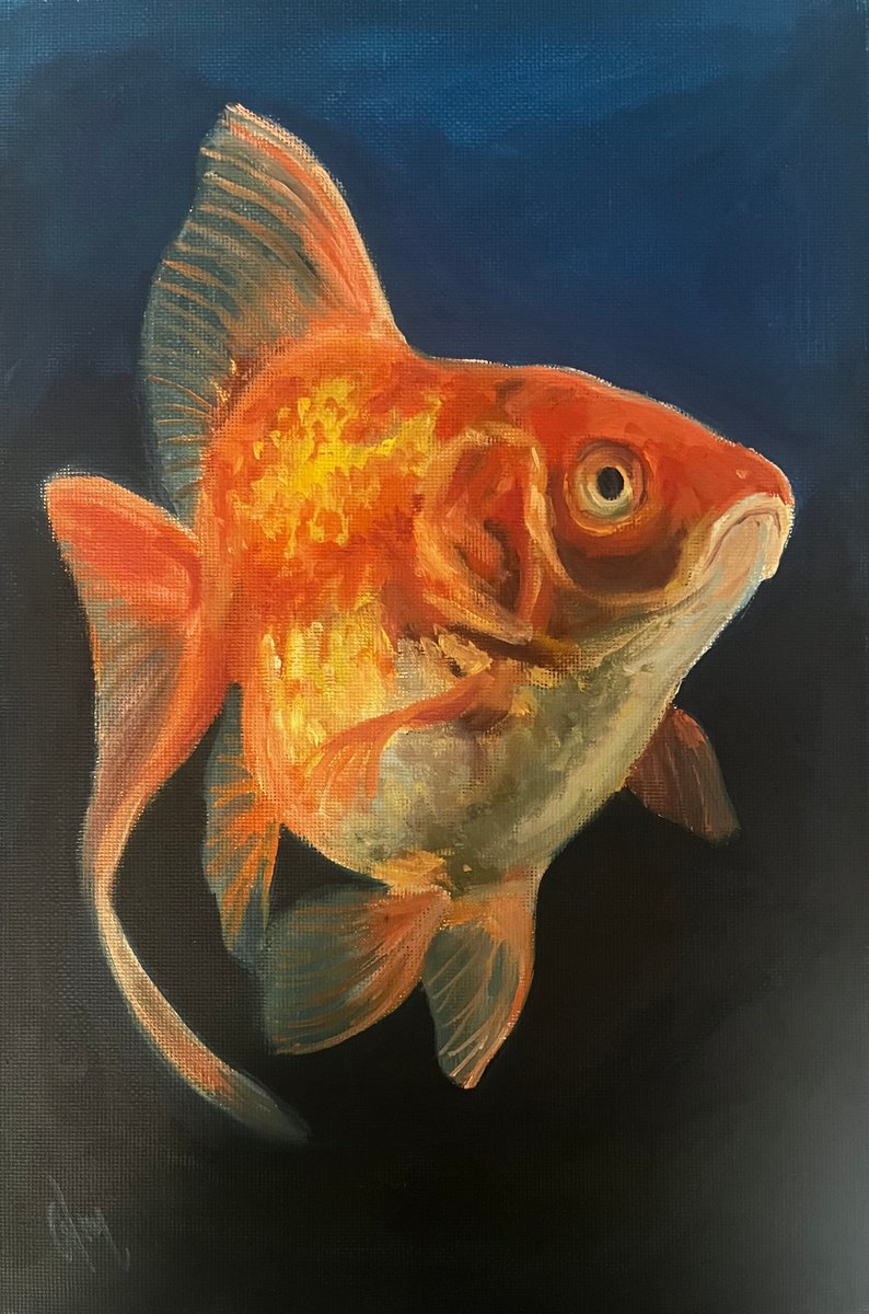 Goldfish by Cedric Visser