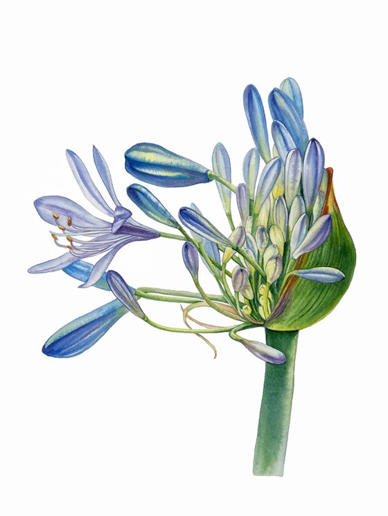 Agapanthus flowers. Original watercolor artwork