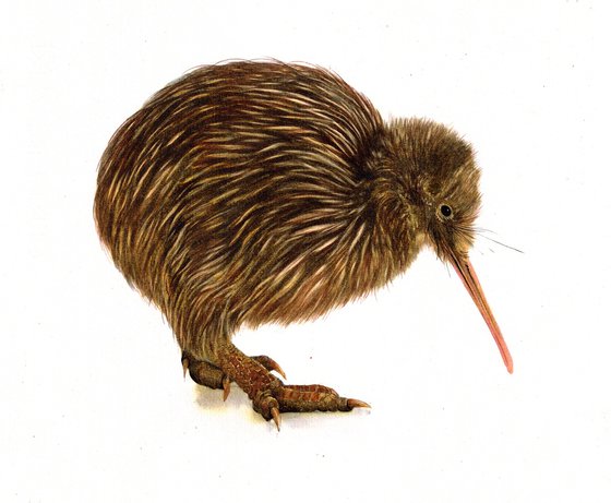 KIWI BIRD