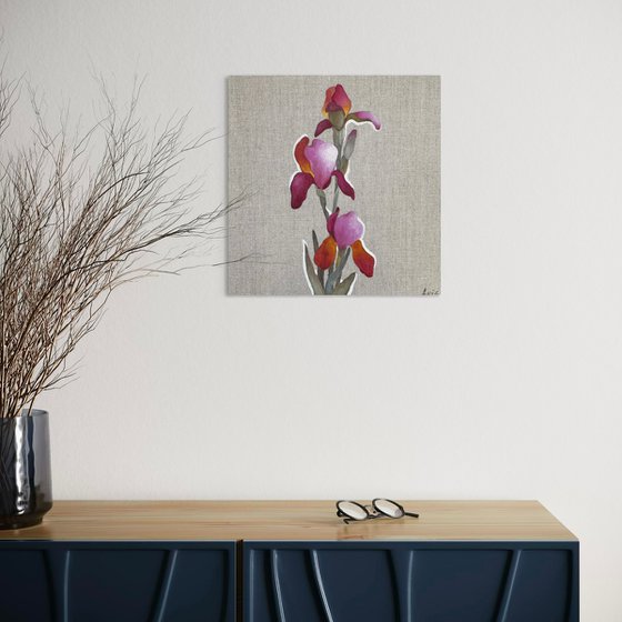 Pink Iris