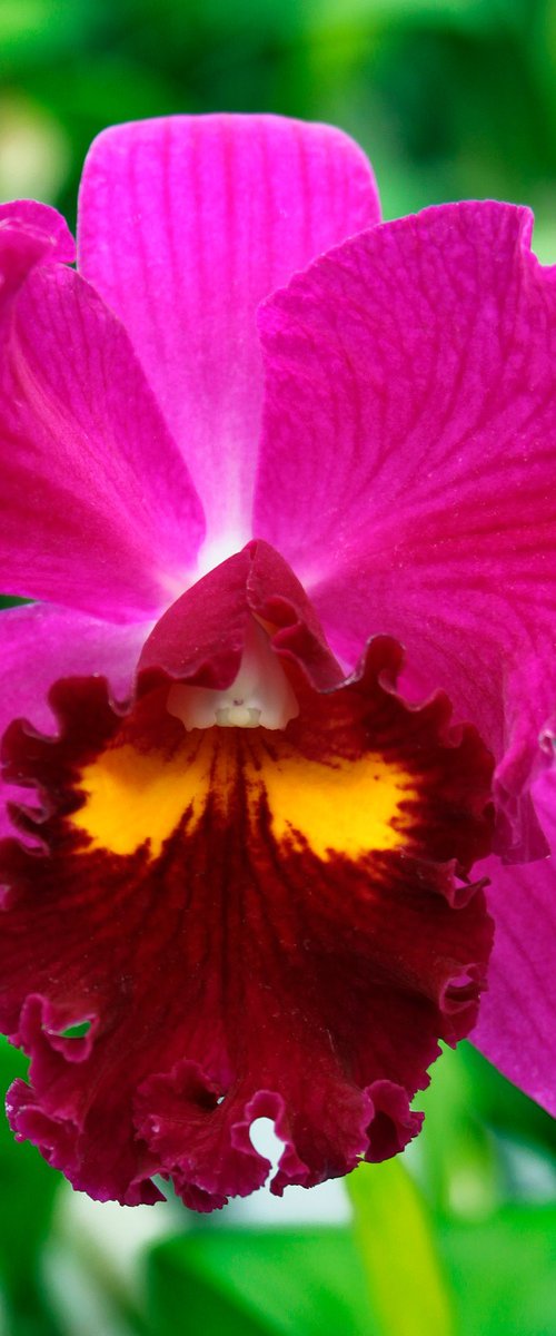 DARK PINK SPINAL ORCHID by William Dey