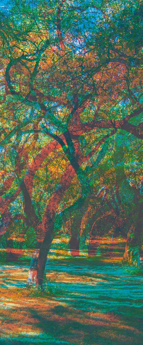 Carob tree by Carla Piacenza