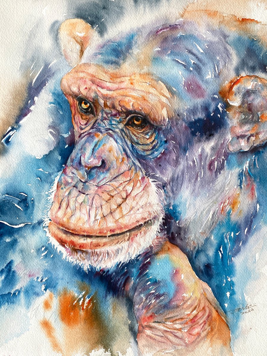 Impressionistic Animal Watercolour By Arti Chauhan, 12 X 16, Silent Thoughts_Chimp, Original Artwork