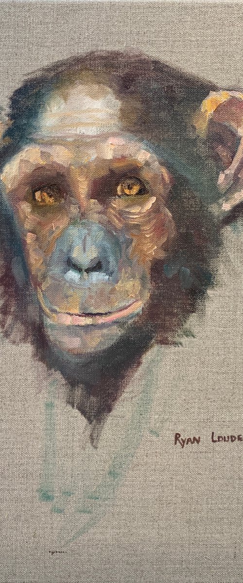 Chimpanzee by Ryan  Louder