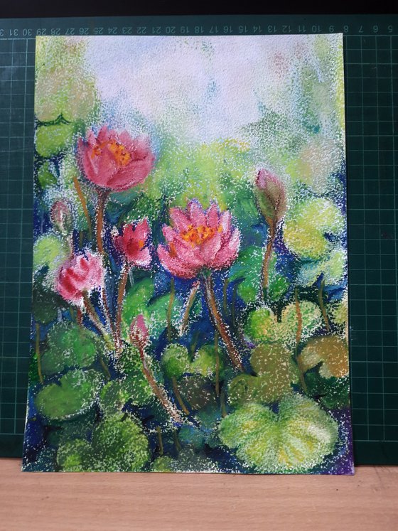 Lotus flower Pond