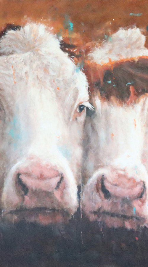 Hereford Cow Love by Shaun Burgess