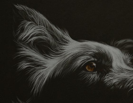 Pencil portrait of Heeler Dog