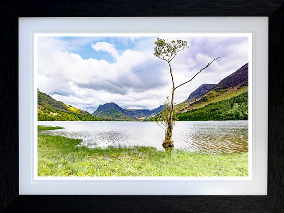 The Buttermere Lonely Tree