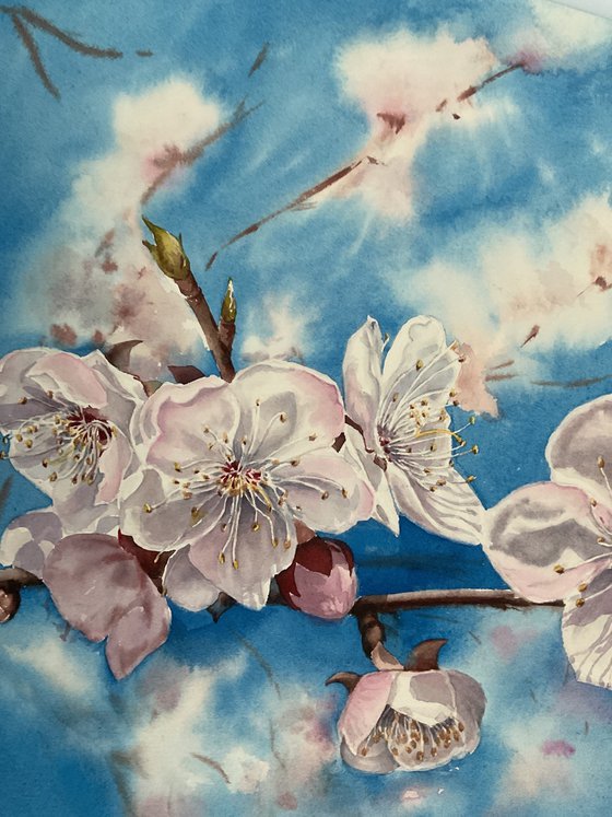 Blooming apricot