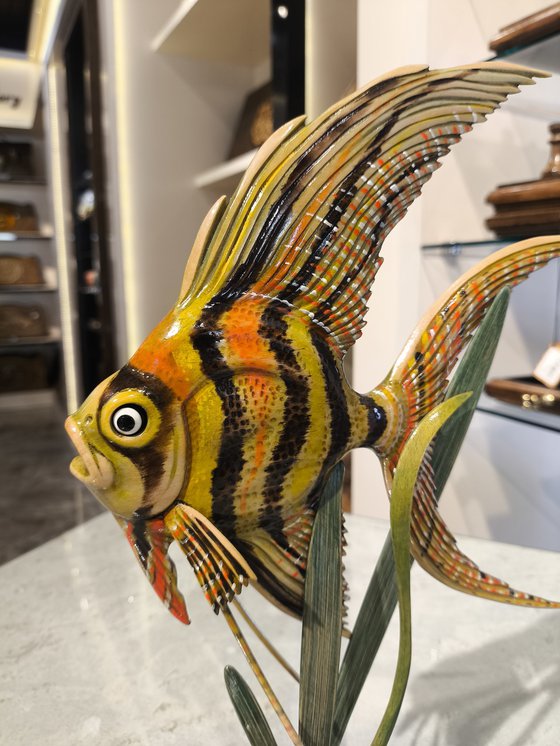 Coral Reef Angel