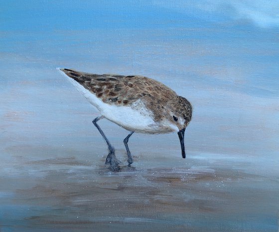 Young Sandpiper At The Beach