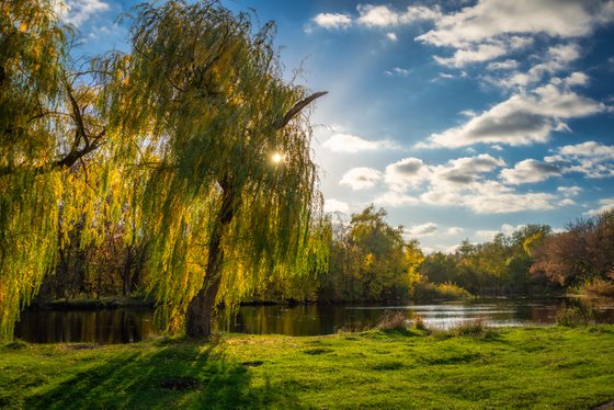 Autumn willows