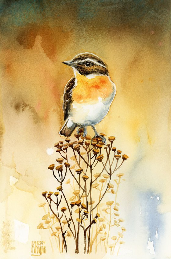 Whinchat