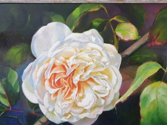 "Lanfren-Lanfra. "  rose flower  liGHt original painting  GIFT (2019)