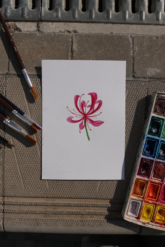 Pink Nerine