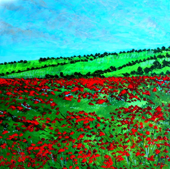 Hampshire Poppy field