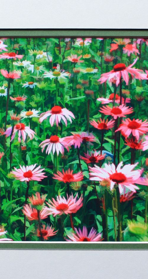 Pink daisies by Robin Clarke