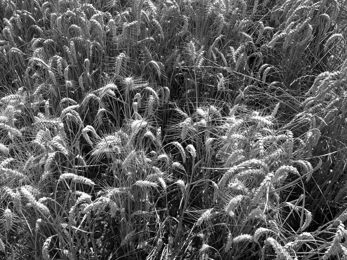 Ears of Wheat 2 by Alex Cassels