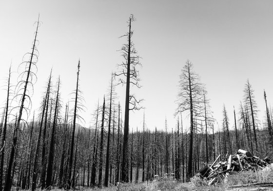 Ghost Forests
