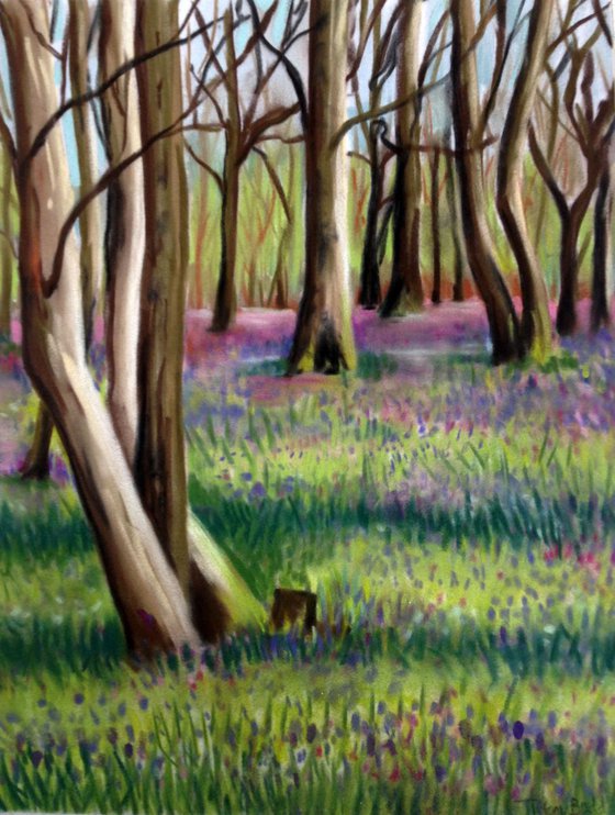 Bluebell Woods No 1