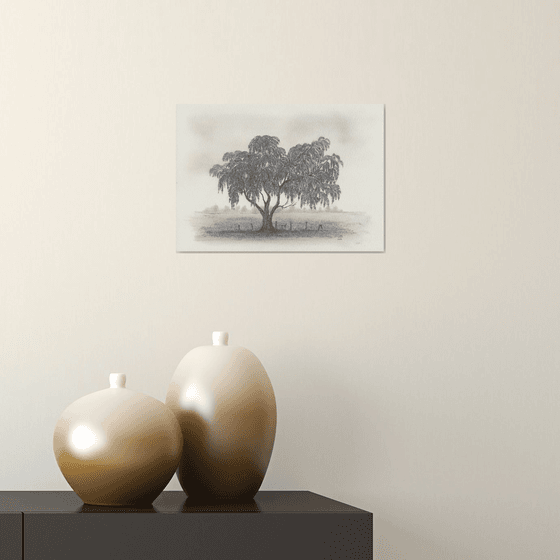 Weeping Bottlebrush Tree