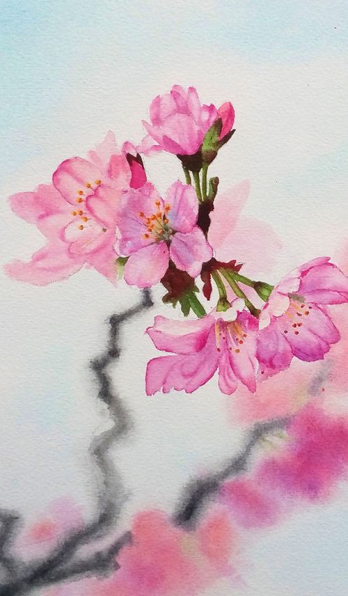 Cherry Blossoms - Sakura - Che by Olga Beliaeva Watercolour