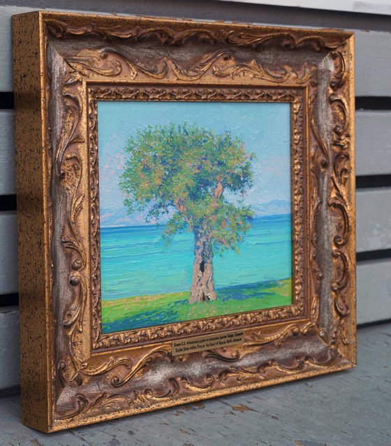 Olive tree on the Dassia