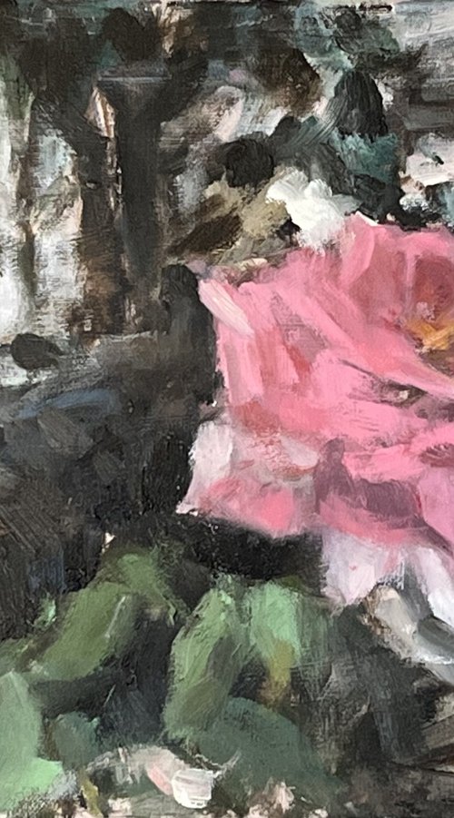 Garden Pink Rose Study by Simon Zekaria