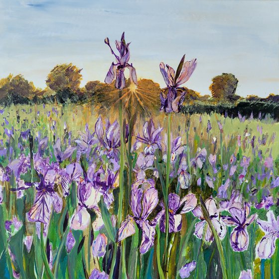 Iris in sunrise. Flower field.