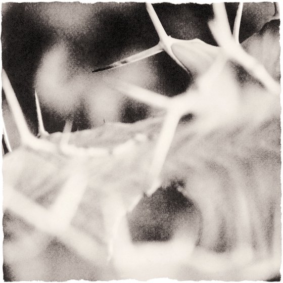 Plant Studies, Cactus
