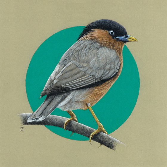 Original pastel drawing bird "Brahmany starling"