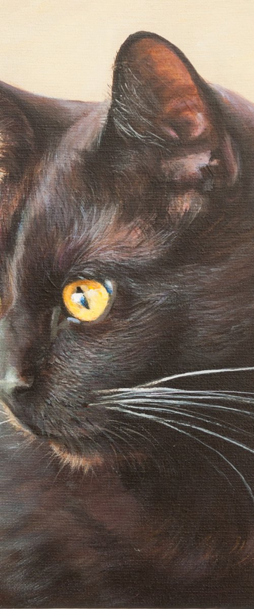 Black cat portrait by Norma Beatriz Zaro