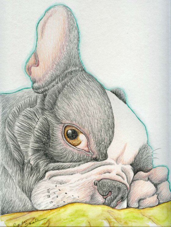 Boston Terrier Pet Dog Art Original Drawing 7 x 10 -Carla Smale