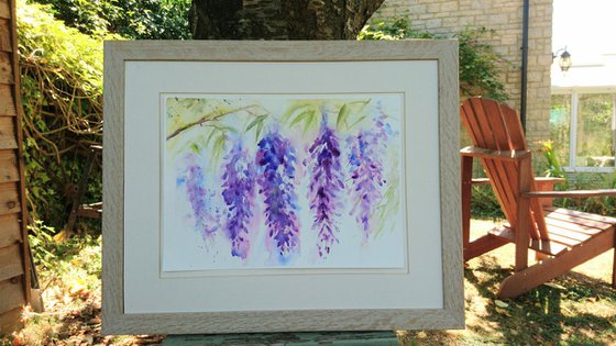 Wisteria Flowers