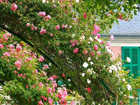 Les Rosiers de Giverny