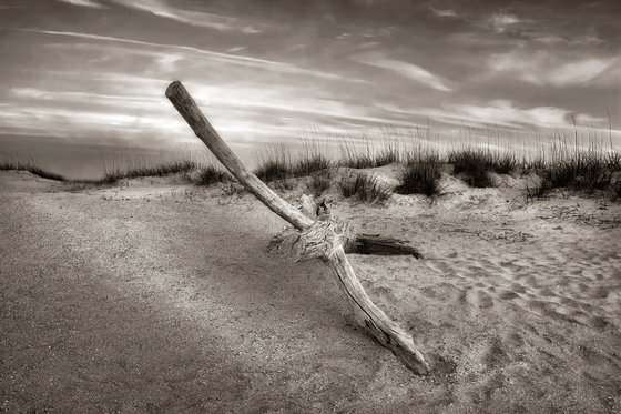 "Driftwood in the Dunes" S