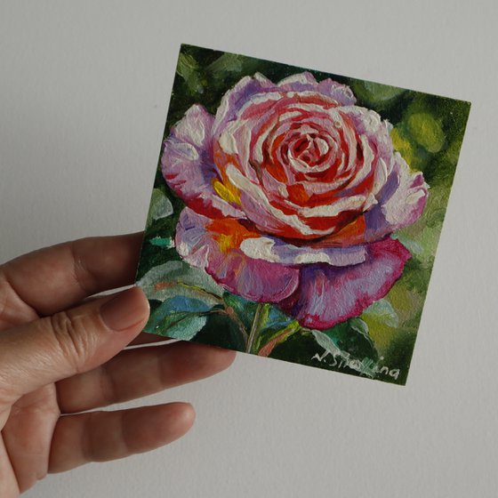 Pink Rose Miniature