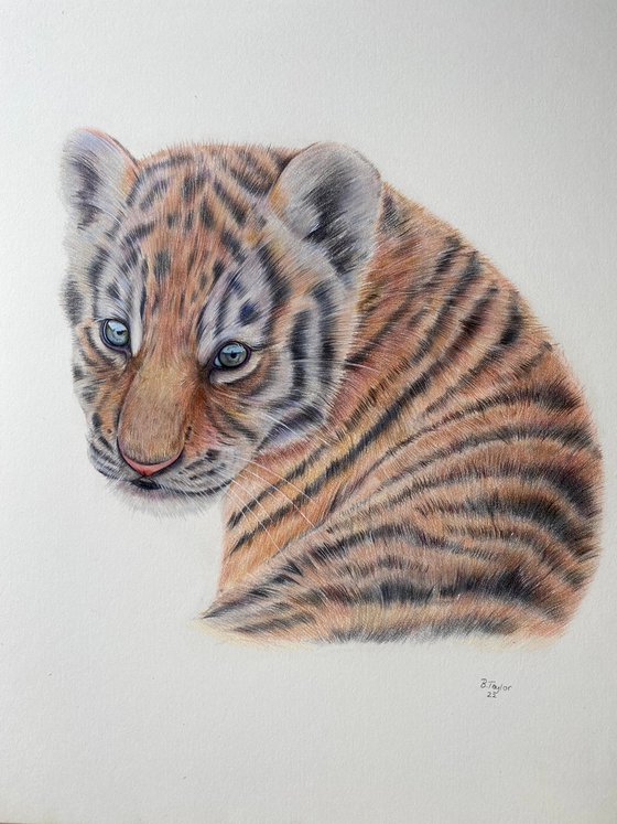 ‘Innocence’ Tiger cub drawing