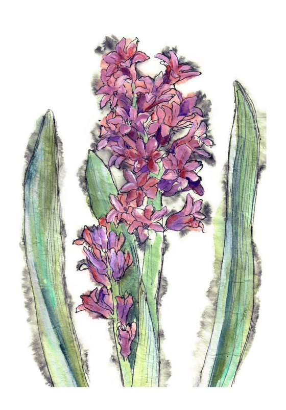 Hyacinth - Framed limited edition print