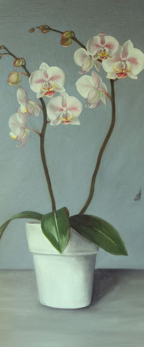 Winter Orchids by Sophie Hall