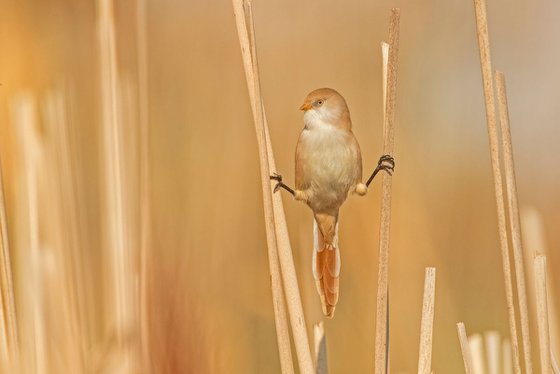 Photography | Birds | Panurus biarmicus