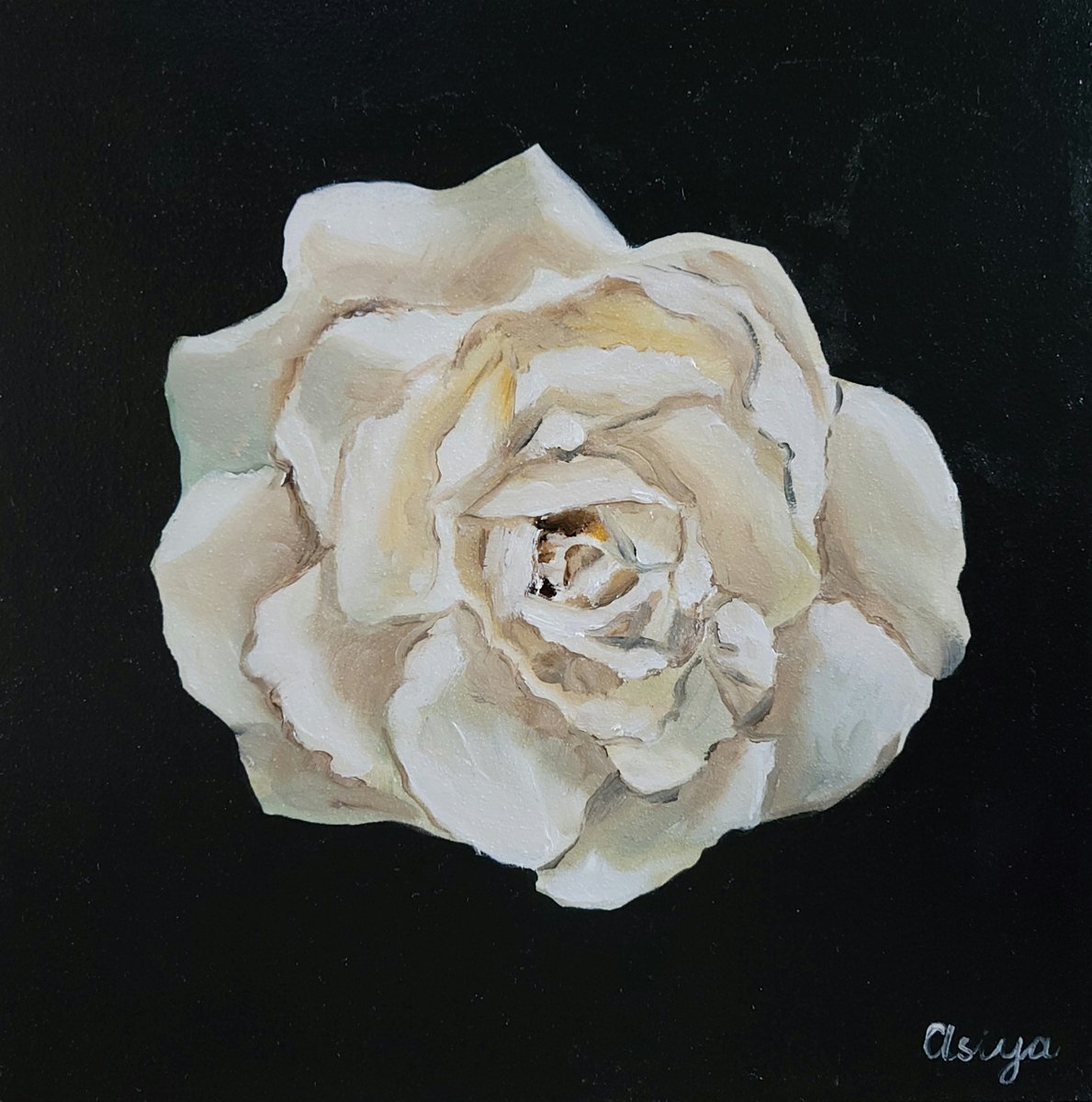 White Rose by Asiya Nouretdinova