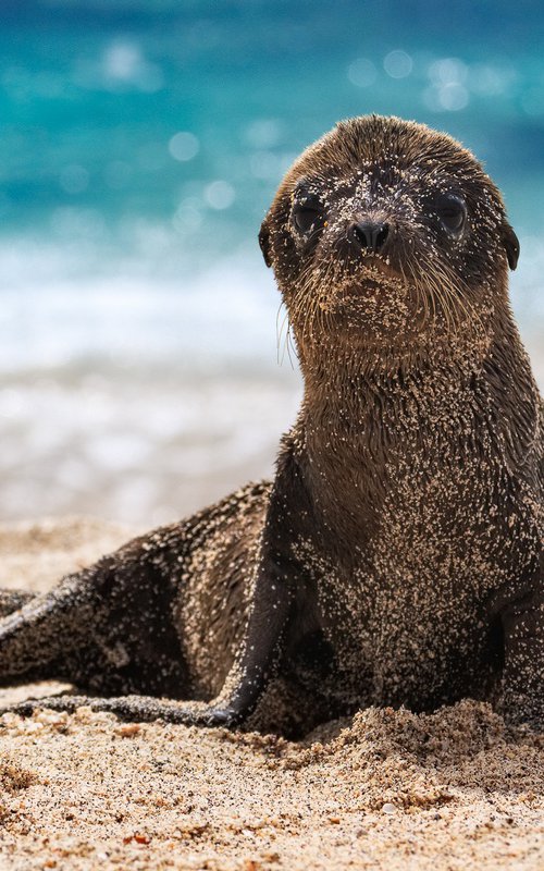 Chiot otarie des Galápagos by Rémi Carbonaro