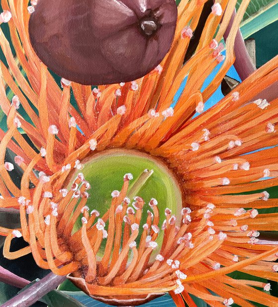 A Lifetime Sunshine -Flowering Gum - Corymbia Ficifolia