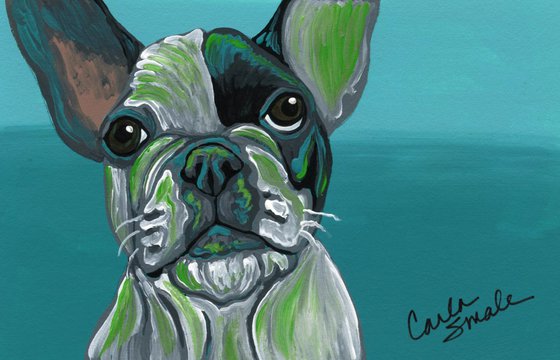 Pied French Bulldog