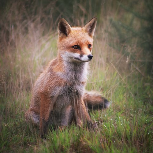 Sitting Fox by Paul Nash